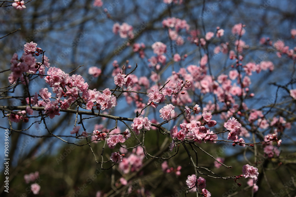 prime sbocciature di fiori primaverili e allergie prime sbocciature di fiori primaverili e allergie