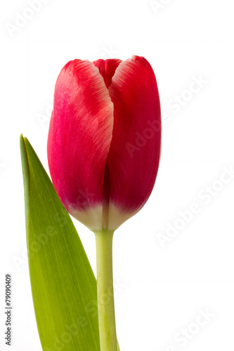 Fototapeta Naklejka Na Ścianę i Meble -  Beautiful red tulip flower on white