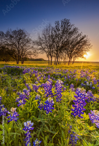 Wallpaper Mural Texas wildflower -  bluebonnet or lupine filed at sunset Torontodigital.ca