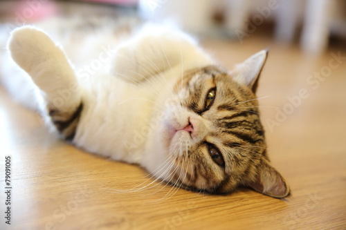 Fototapeta Naklejka Na Ścianę i Meble -  persian cat