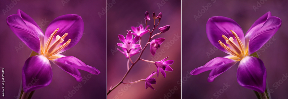 Tulipany i Orchidea - obrazy, fototapety, plakaty 