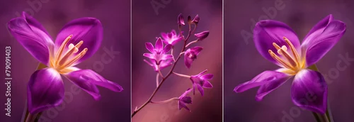 Panel kuchenny z motywem Tulipany i Orchidea