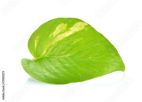 Pothos leaf isolated on white background