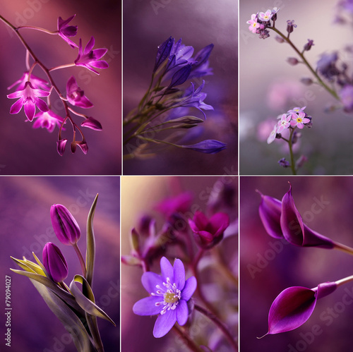 Fototapeta Naklejka Na Ścianę i Meble -  Kwiaty w fioletach