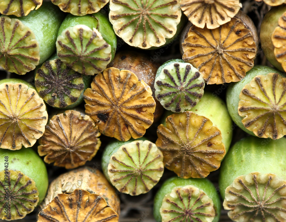 Opium poppy seed capsule.. Opium poppy seed capsule..