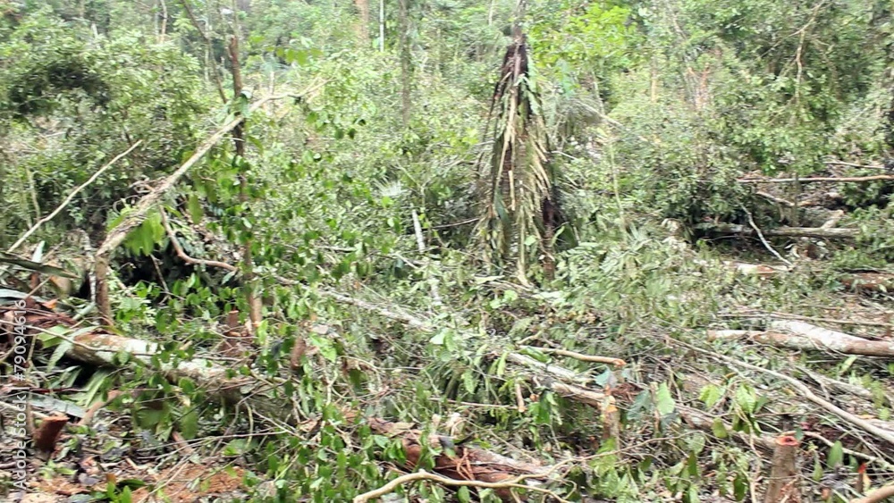 Tropical rainforest felled for slash and burn agriculture Tropical rainforest felled for slash and burn agriculture