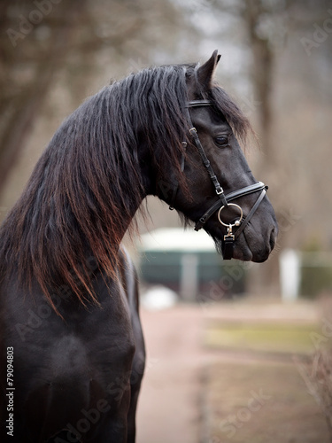 Portrait of a sports black stallion. #79094803