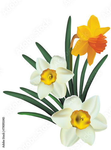 Fototapeta Naklejka Na Ścianę i Meble -  Narcissus