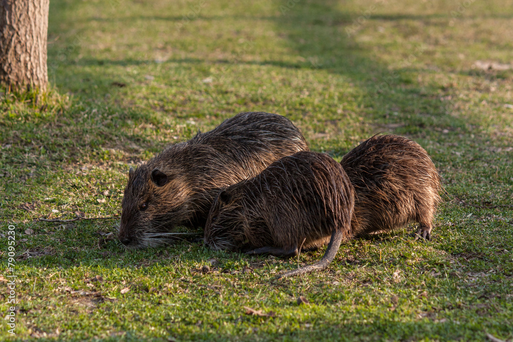 coypu coypu