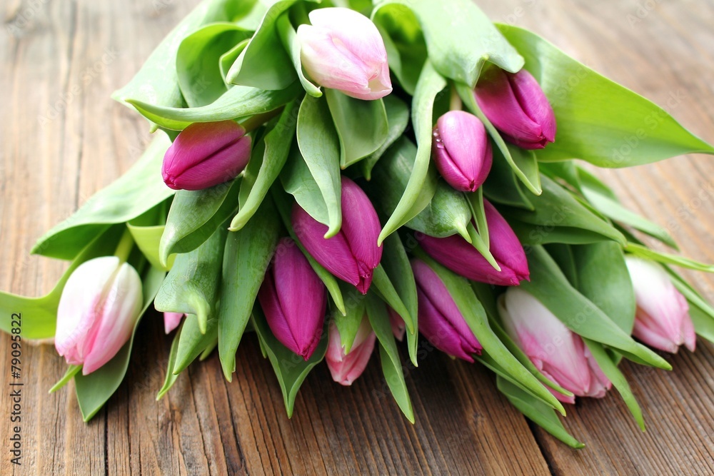 Tulpen Tulpen