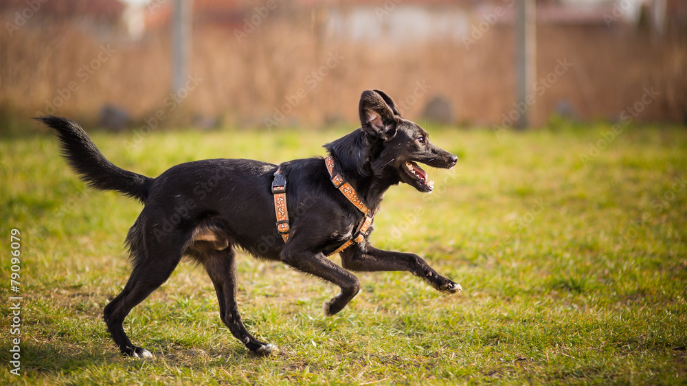 Profile Of A black Dog Running In Field Profile Of A black Dog Running In Field