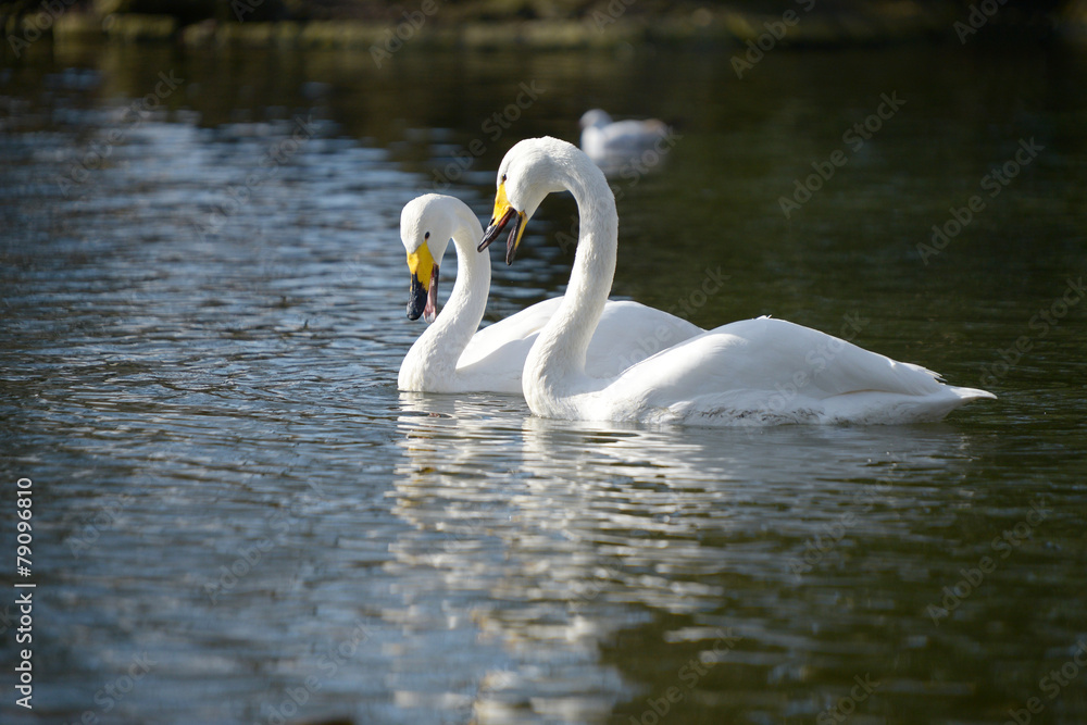 Whooper Swan, Cygnus Cygnus Whooper Swan, Cygnus Cygnus
