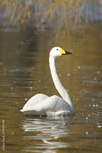 Whooper Swan, Cygnus Cygnus