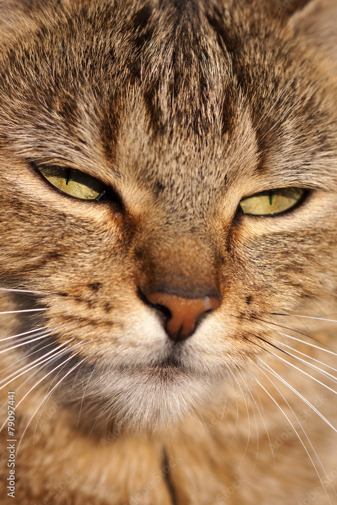Portrait einer Hauskatze (Felis silvestris forma catus) Portrait einer Hauskatze (Felis silvestris forma catus)