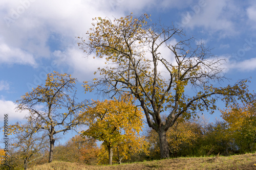 Alte Kirschb  ume im Herbst