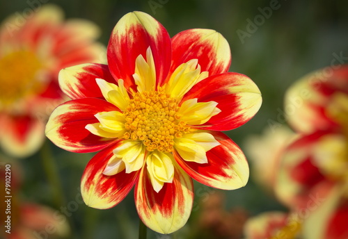 Fototapeta Naklejka Na Ścianę i Meble -  Yellow Red Dahlia Flower