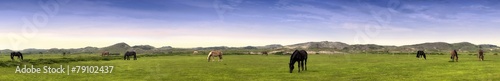 Norderney Panorama mit Pferden