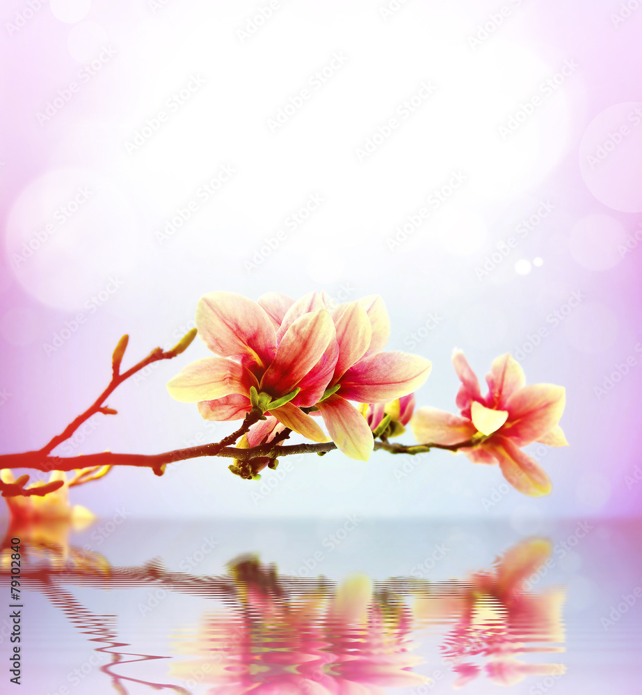 Spring flower magnolia background