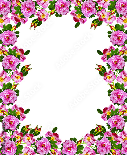 Dog rose (Rosa canina) flowers on a white background