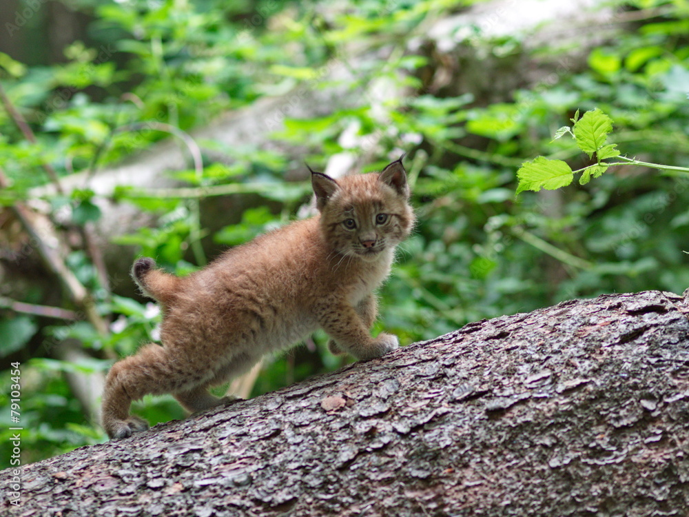 Obraz premium Baby ryś na pniu świerka w lesie - młody ryś na pniu drzewa