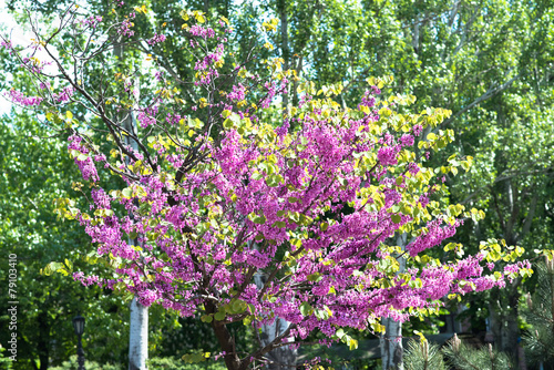 flowering trees pink #79103410
