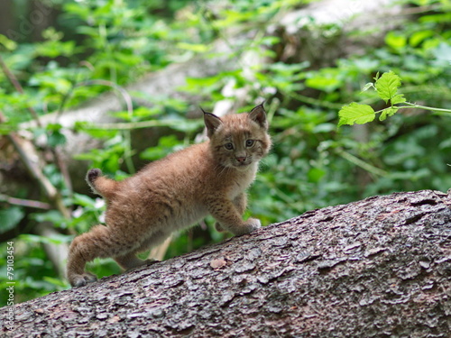 Babyluchs auf Fichtenstamm im Wald - young lynx on tree trunk