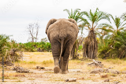 Lonely elephant