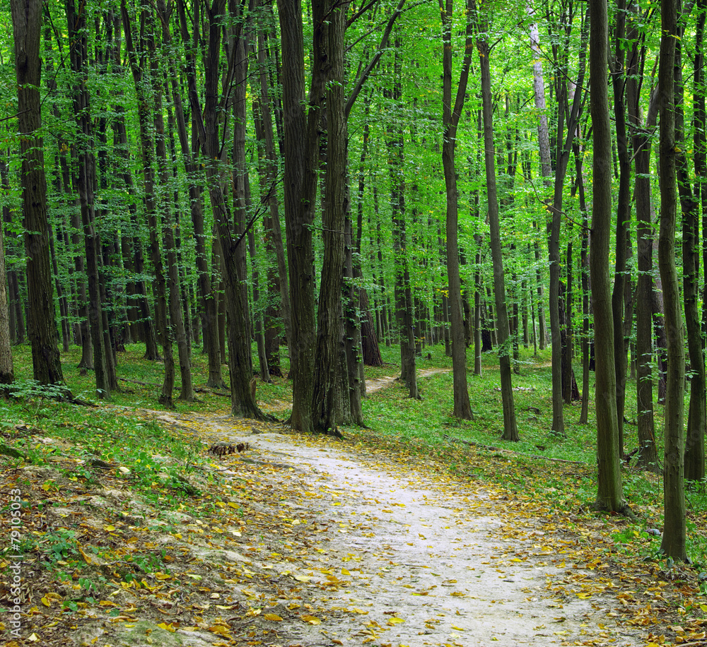 forest forest