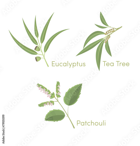 pachouli_tea tree_eucalyptus