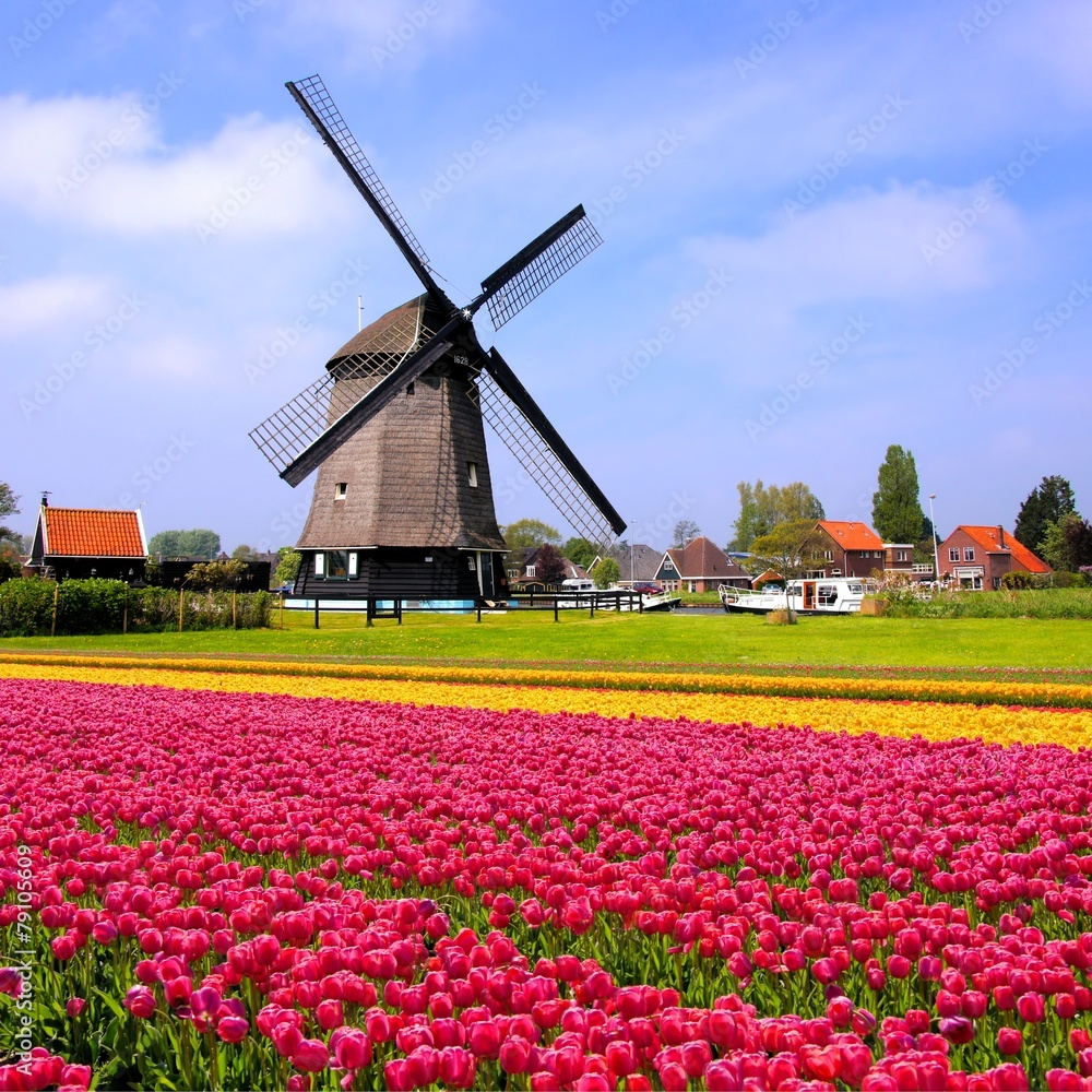 Colorful spring tulips with windmill, Netherlands