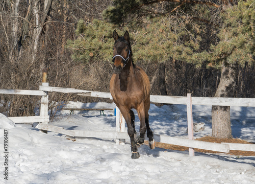 Slika na platnu seedy horse