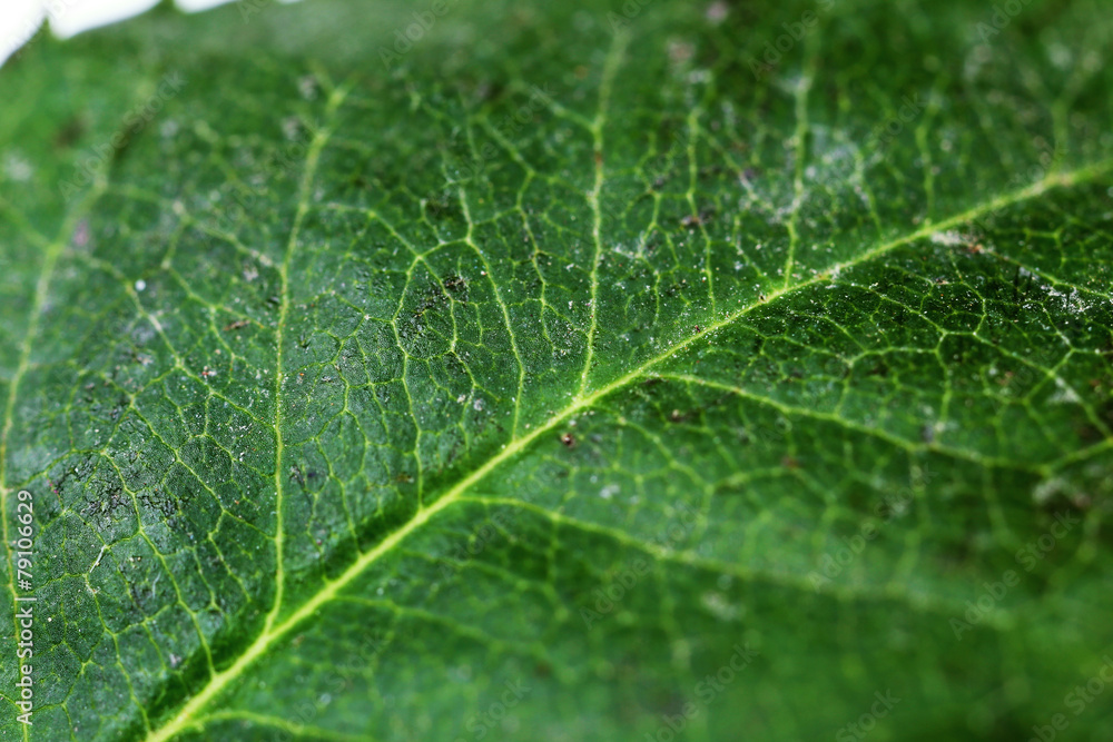 Green leaf close up Green leaf close up