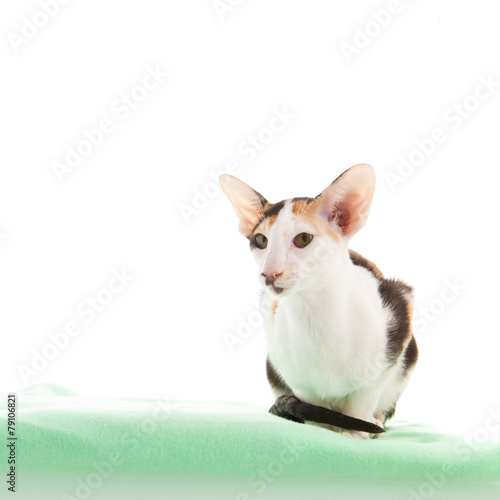 Fototapeta Naklejka Na Ścianę i Meble -  Oriental Shorthair cat