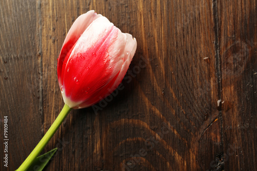 Fototapeta Naklejka Na Ścianę i Meble -  Tulip flower on wooden background