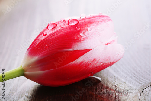 Fototapeta Naklejka Na Ścianę i Meble -  Tulip flower on wooden background