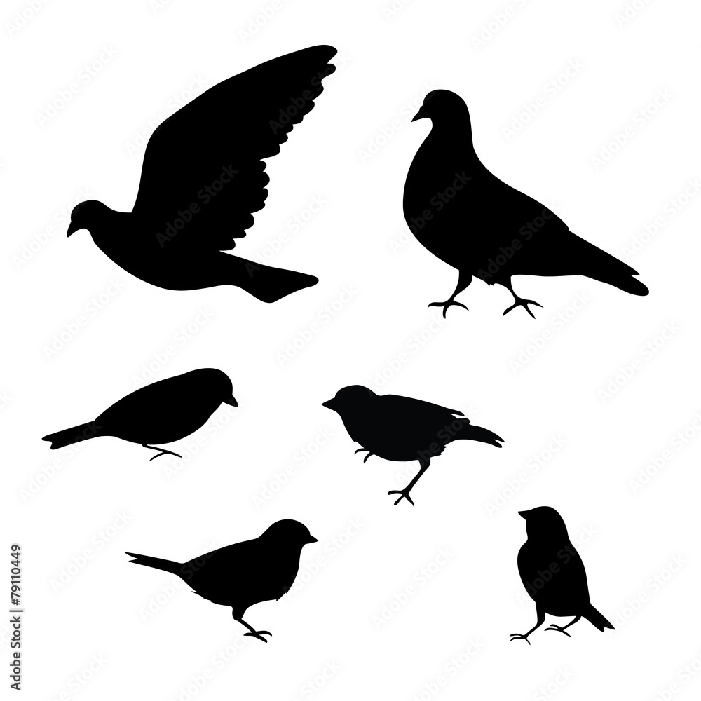 Obraz premium Birds silhouette on white background, vector illustration.