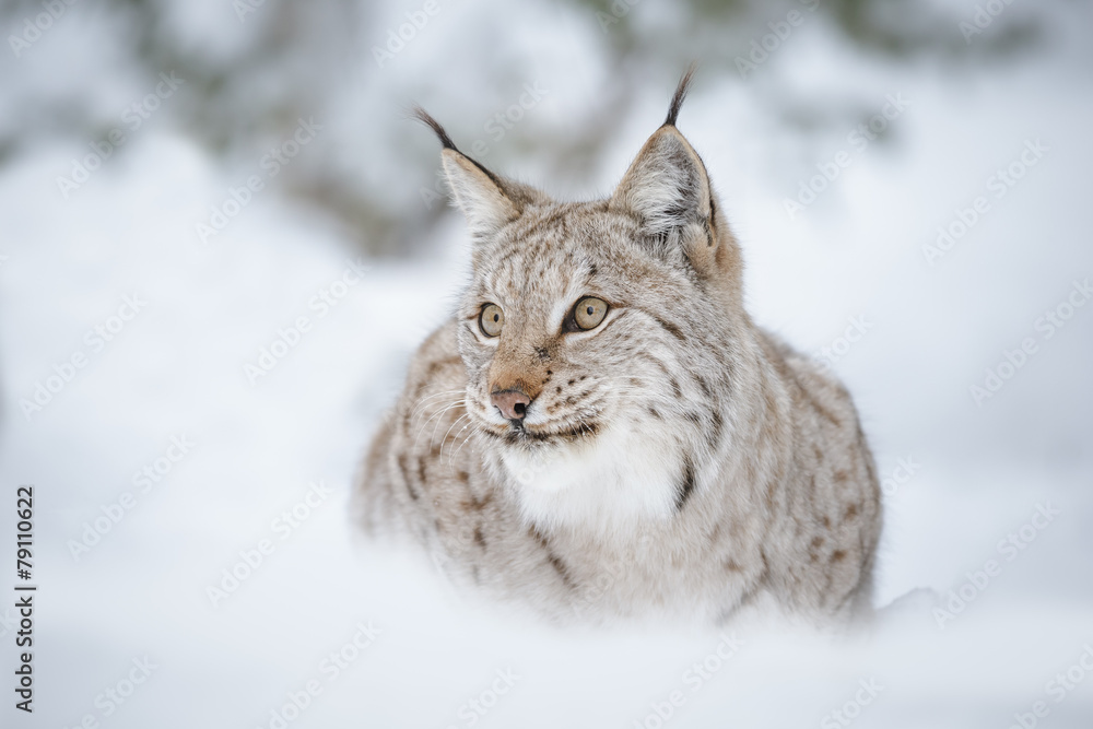 Fototapeta premium Lynx in snow