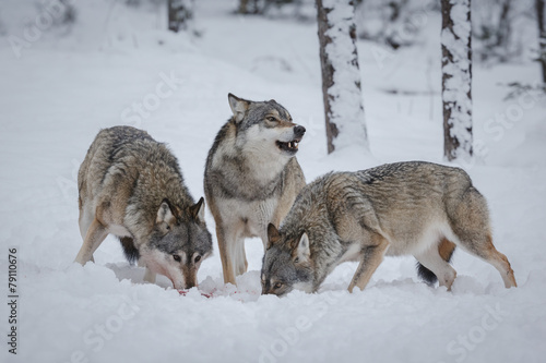 Wolf pack feeding © Natureimmortal