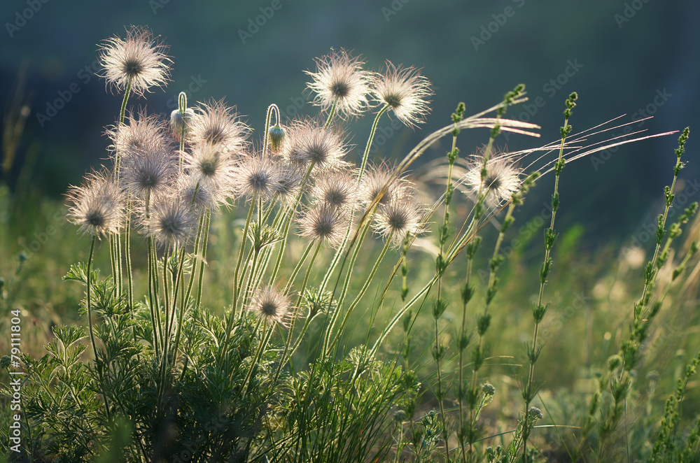 Obraz premium Dandelions on sunny meadow