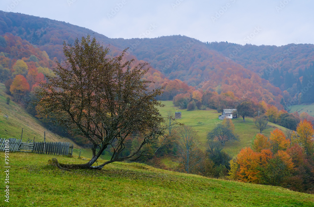 Obraz premium Autumn in the village