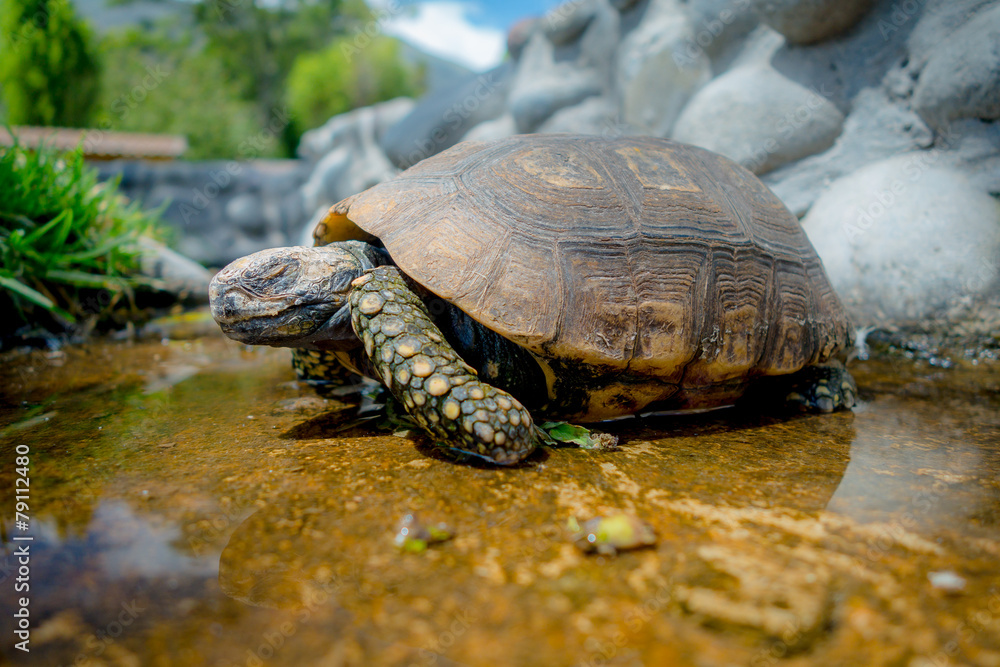 cute green turtle walking on a pond in farm cute green turtle walking on a pond in farm