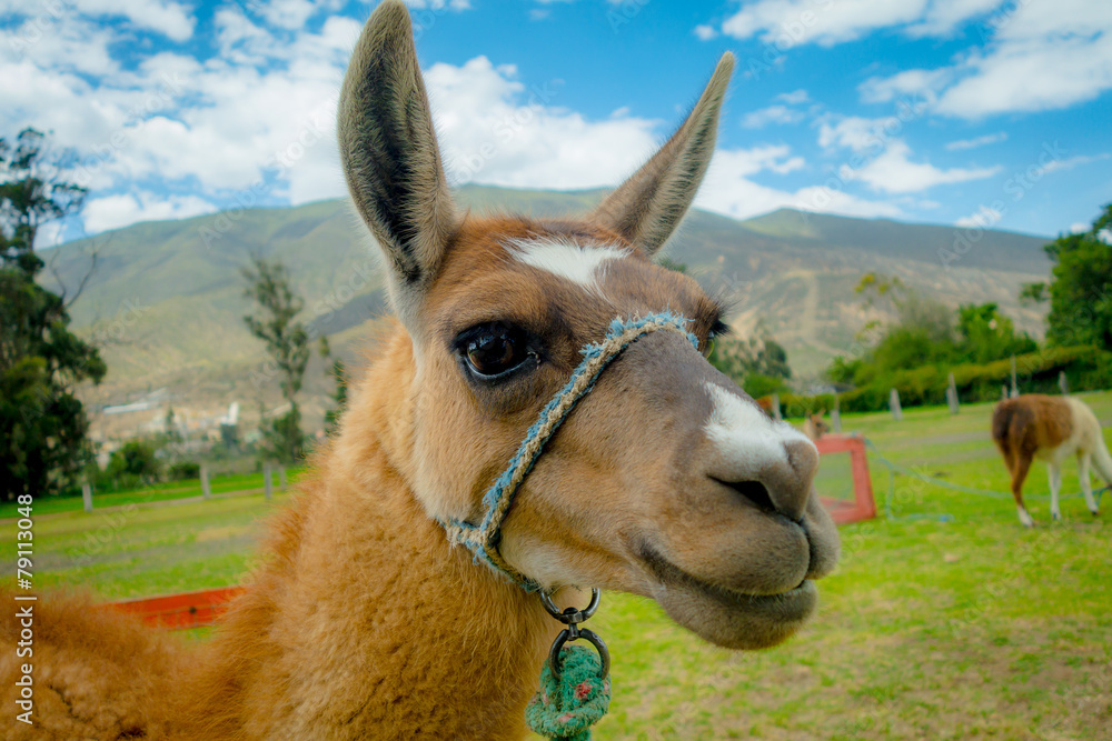 closeup portrait of cute llama
