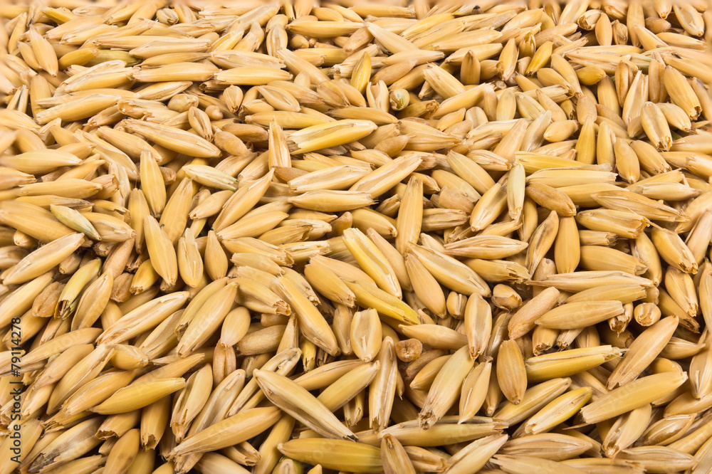 Grains of oats Grains of oats