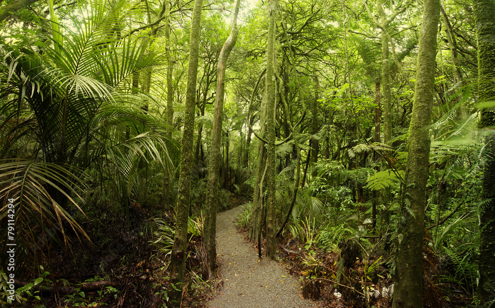 Obraz premium Walking trail in forest