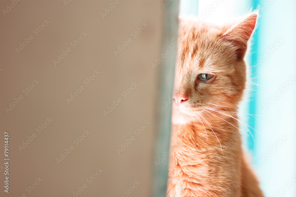 Obraz premium Red cat is crying