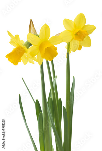 Fototapeta Naklejka Na Ścianę i Meble -  Spring floral border, beautiful fresh narcissus flowers