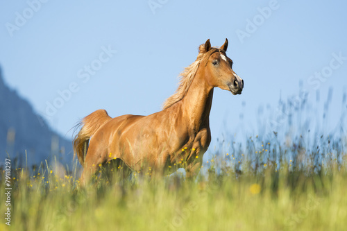 Arabische Prinzessin