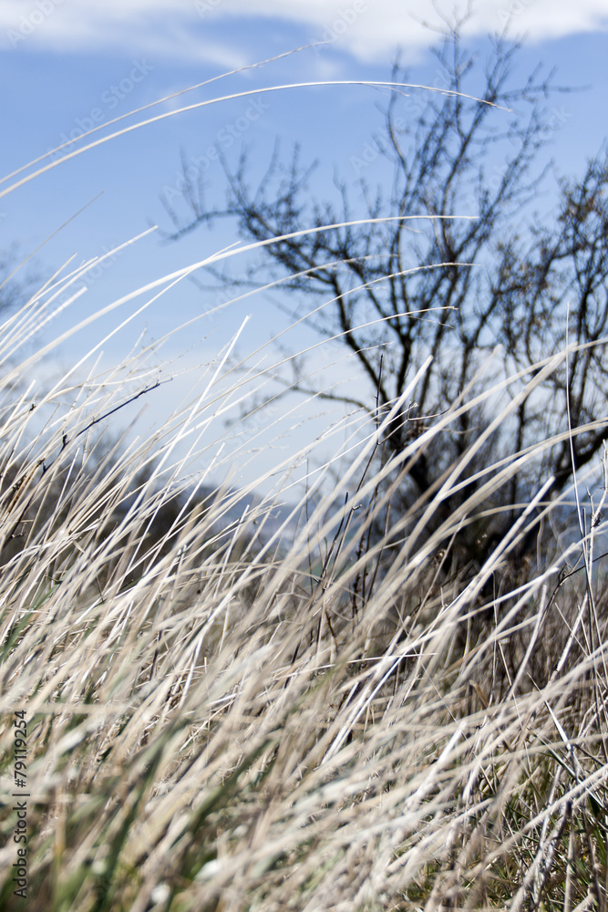 Obraz premium Viento en el campo