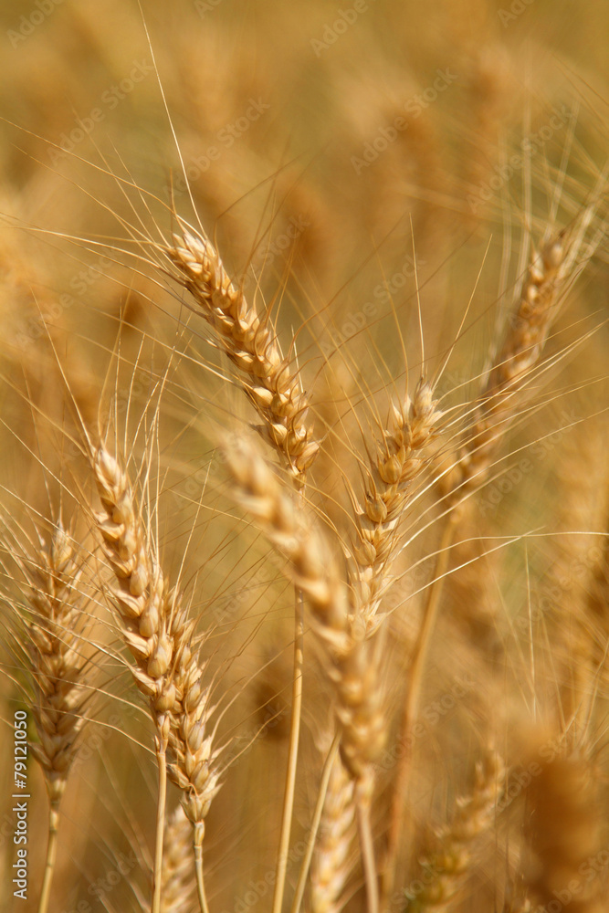 Wheat field