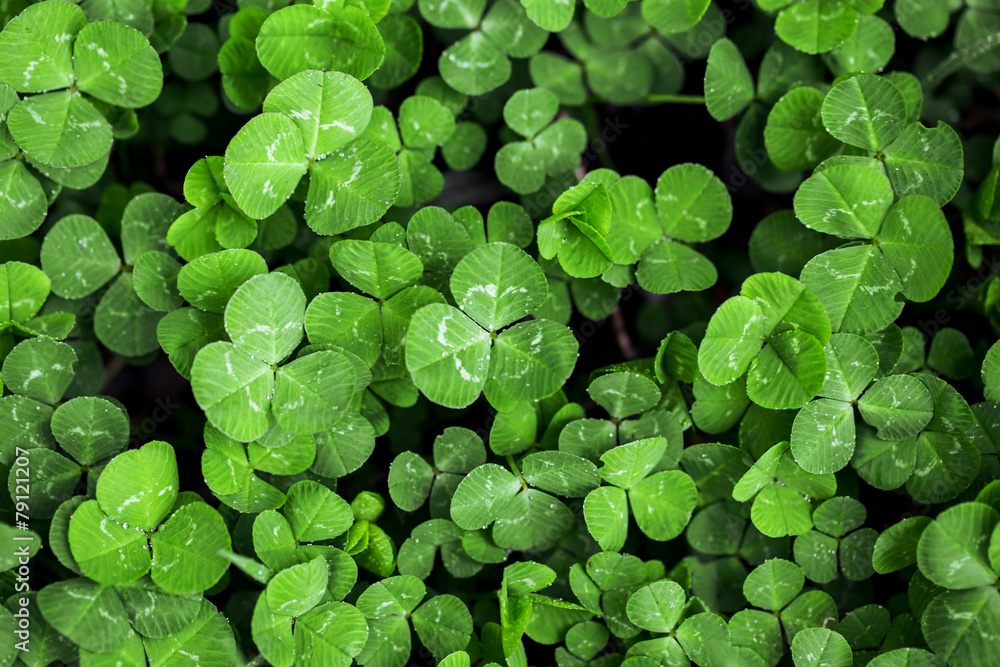 Green grass clover seamless texture Green grass clover seamless texture
